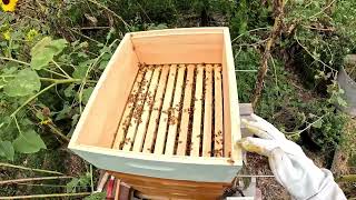 Intro to Beekeeping