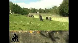 Moonwalking Gorilla