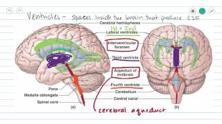 Ventricles of the Brain and CSF