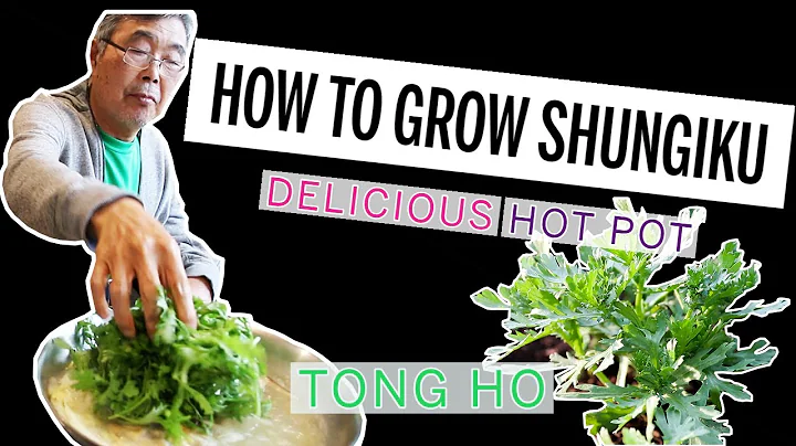 How to Grow Shungiku | Tong Ho | Chrysanthemum | S...