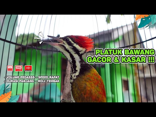 Pelatuk Bawang Gacor, Suara Jernih, dan Ada Jeda‼️ Suaranya Paling Disukai oleh Juri (Episode 21) class=