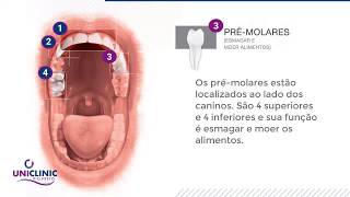 Funções de cada dente - UniClinic Rio Preto