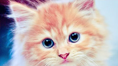 Watch the video about Meet the Abyssinian Cat The Dog-Like Feline#dragonadventure #catlovers #wildlife @animation_tv_78