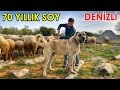 TARİHİ KÖPEKLER 70 YILLIK SOY | 5 KUŞAKTIR ÇOBANLAR