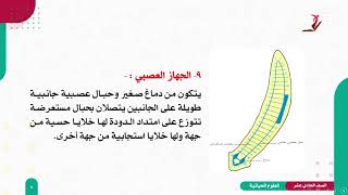 العلوم الحياتية 11 - الفصل 2 | قبيلة الديدان المفلطحة