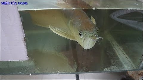 Cách Trị Cá Rồng Bị Nhát Và Bỏ Ăn | Một Số Bệnh Thường Gặp Ở Cá Rồng Gây Nguy Hiểm Chết Cá