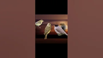 صوت عصفور التين اباش فستوك 