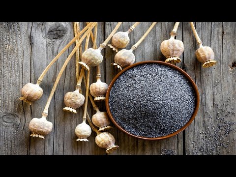 مزايا وفوائد بذور الخشخاش Poppy Seeds على الصحة وأضرارها