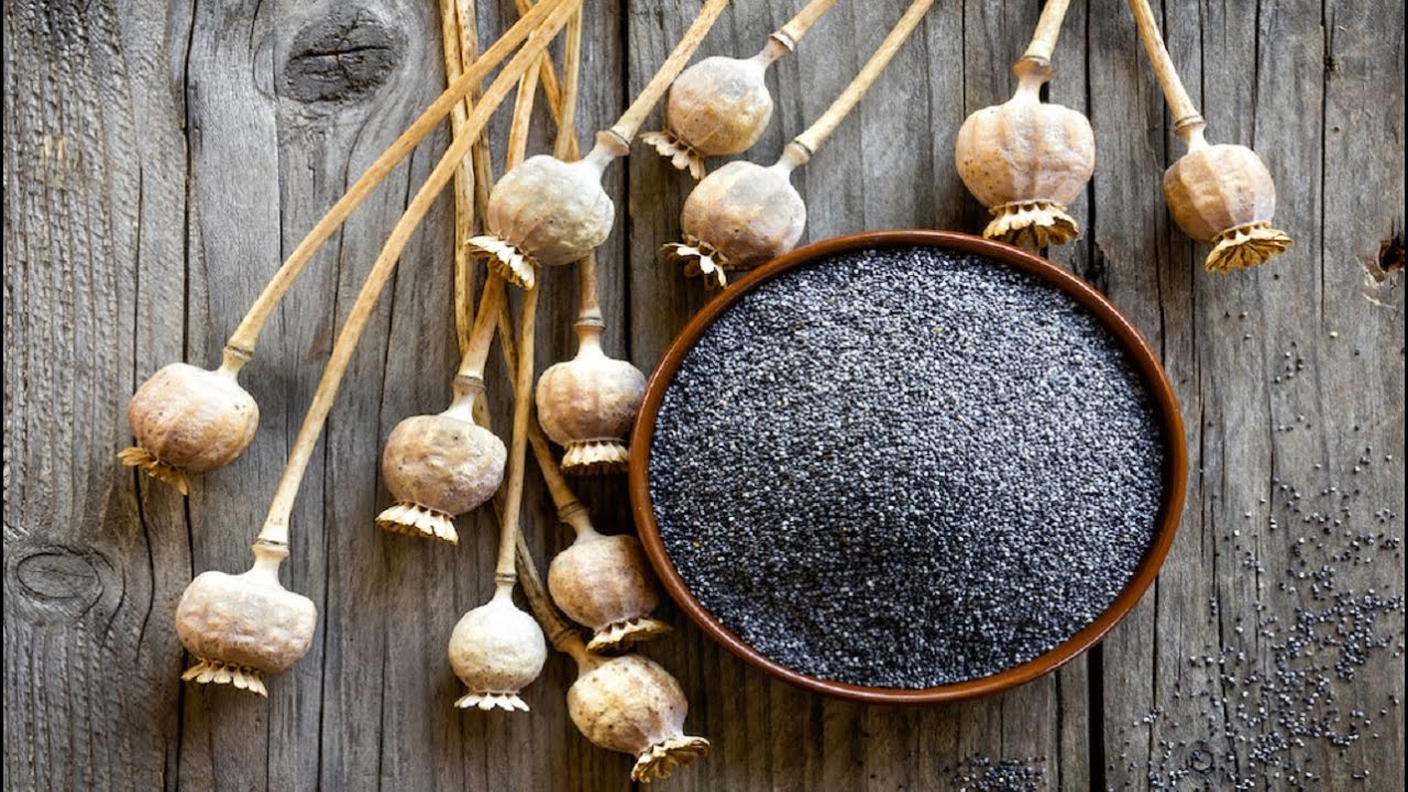 Poppy Seeds YouTube poppy-seeds-youtube