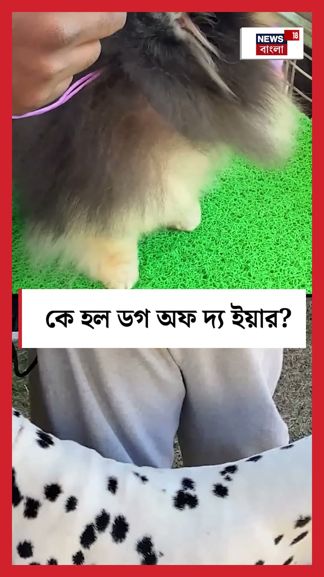 কে হল Dog Of The Year । N18S । #shorts