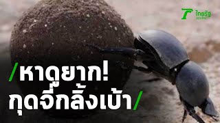 หาดูยาก! กุดจี่กลิ้งเบ้ากับเรื่องเล่านิทานพื้นบ้าน | 22-05-63 | ตะลอนข่าว