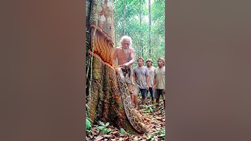Have you ever seen a chainsaw cut this deep? #woodworking#chainsaw#treecutting