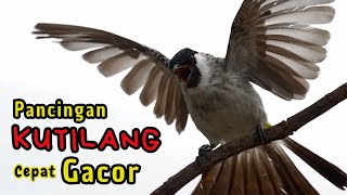 Suara Burung Kutilang Gacor Garuda JOSS Untuk Masteran Dan Pikat Langsung Nyaut