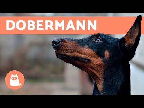 Video: Come Allevare Un Dobermann?