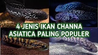 4 Jenis Ikan Channa Asiatica Terpopuler ( WS, RS, RSP, RSWS )