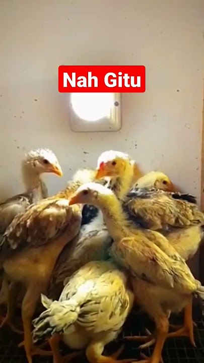 anak ayam cepat besar kalau pakan nya gak dihabiskan oleh sang induk