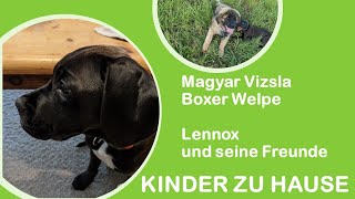 Welpe Magyar Vizsla Boxer Mix und seine Freunde - Leonberger - Weimeraner - Welpe 4 Monate