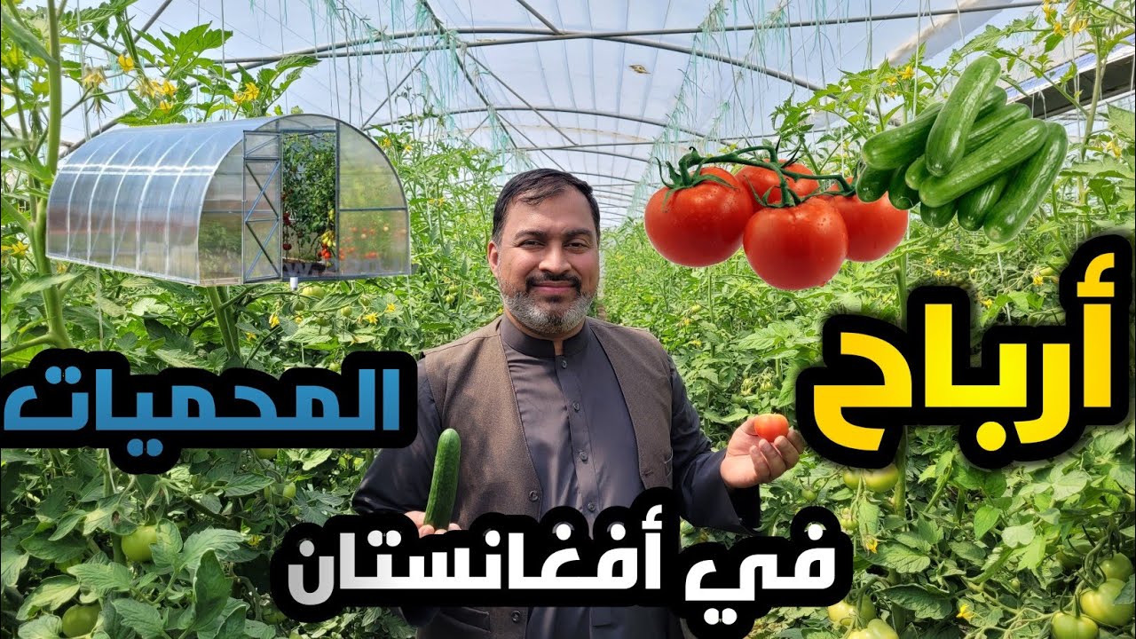 أرباح المحميات الزراعية في حكم الإمارة الإسلامية أفغانستان 🍅🥒