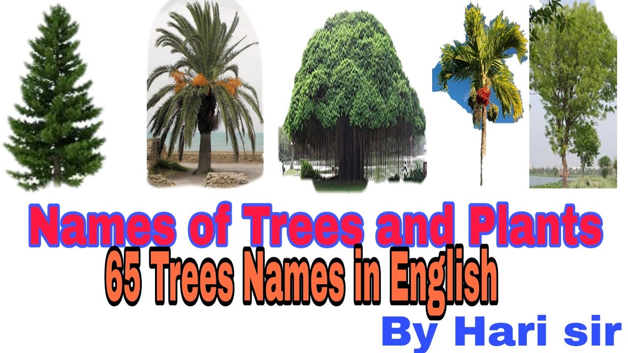 65 Trees and Plants Names In English and Hindi YouTube