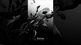 🦈 Giant Shark Hunts Fish in Deep Ocean 😥😰 #shortvideo #ocean #viral #shark #scubadiving #trending