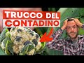 Questa MALATTIA puÃ² COLPIRE i TUOI ORTAGGI: stai attento