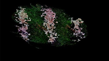 11.06.21 - tidalcycles and hydra session