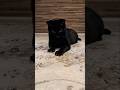 光に反応する黒猫😺 - Cats Reaction to the light - #shorts #cat