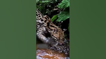 UNSEEN! Rare Amazon Rainforest Animals #shorts