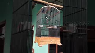 Download Lagu KACER TARUNG NGOTOT.KACER BONGKAR ISIAN MP3