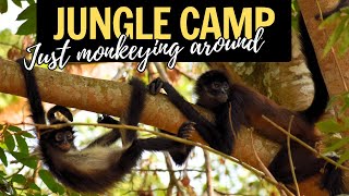 'Two monkeys sitting in a tree': An Overland Encounter with the Monkeys of Chiapas, México by 2 Cats & a Camper 48 views 3 months ago 15 minutes