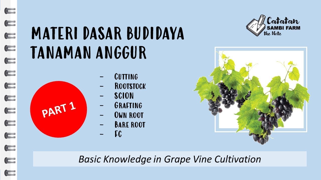 Materi Dasar Budidaya Anggur_Part 1 