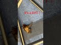 I do believe it’s a bat !