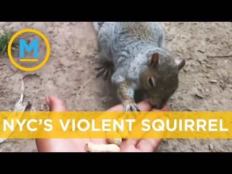 Violent squirrel on the loose in New York | Your Morning