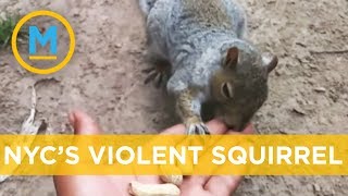 Violent squirrel on the loose in New York | Your Morning