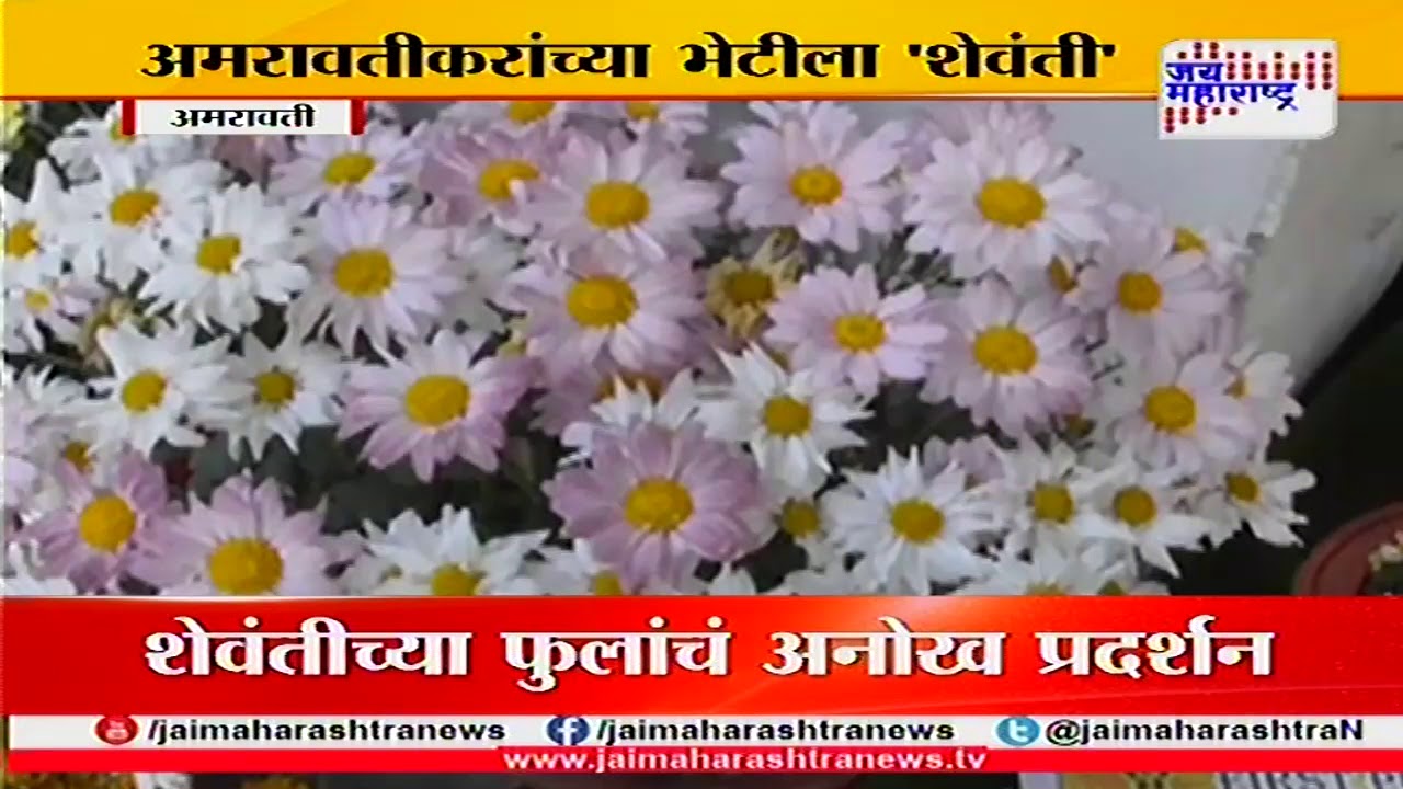 Amravati 44 Different type of Chrysanthemum sewanti flower YouTube