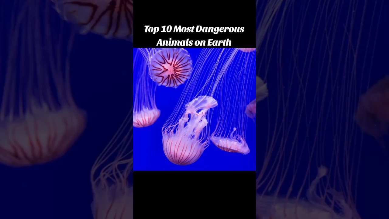 Top 10 most dangerous Animals on the Earth 