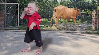 OMG Monkey Su & ​​Kuku non stop run chase the cow when slip off rope