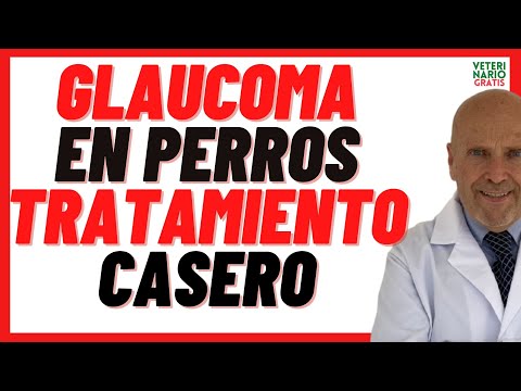 Video: Signos clínicos del glaucoma canino