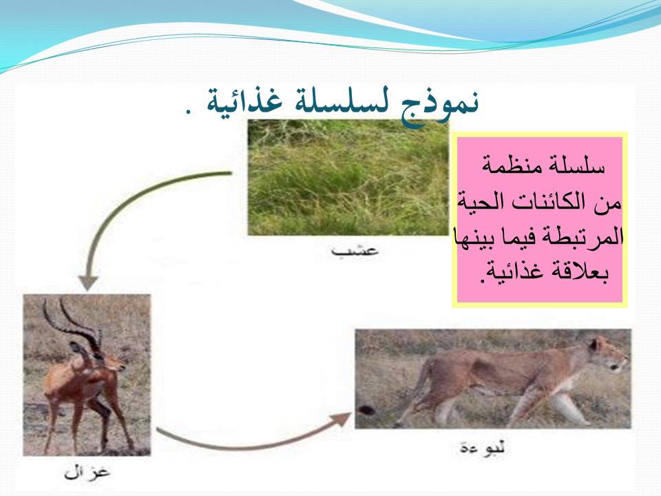 السلسلة الغذائية تتكون من عدد من الشبكات الغذائية.