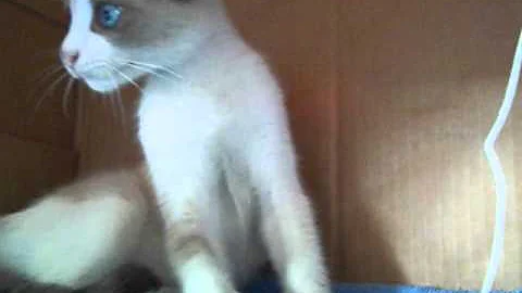 katze kater whisky spielt mit ball