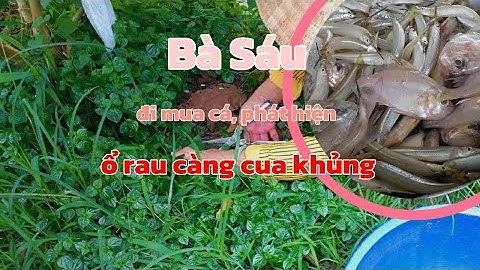 Bà Sáu phát hiện đám rau càng cau khủng/Bà Sáu discovered a pile of Pepper elder vegetables
