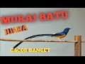 Murai Juara Gacor Masteran Josh Mp3 - Mp4 Download