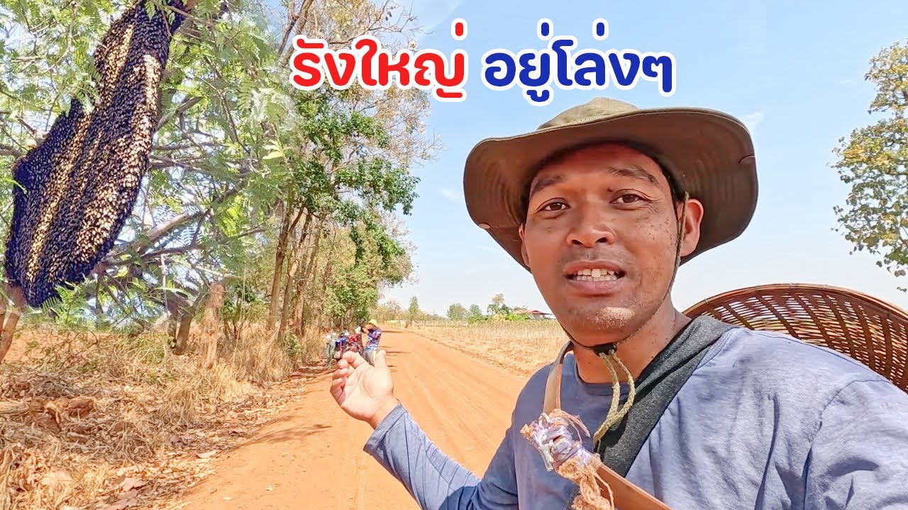 หมานจนเกือบค่ำ หาผึ้ง หามิ้มกับทีมงาน รังเบ้อเร่อ อยู่โล่งๆ โต่งโหม่ง