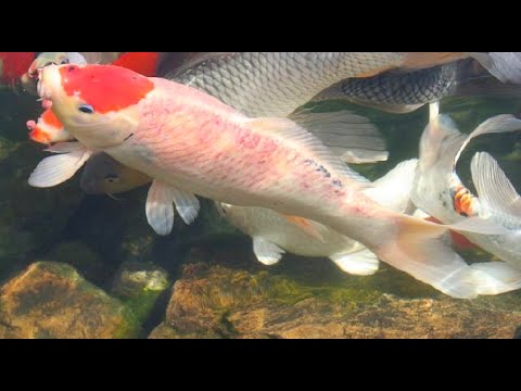 Video Trị bệnh đỏ mình cho cá KOI ( Treatment of scarlet... - youtube