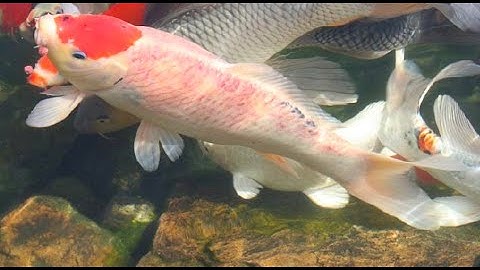 Trị bệnh đỏ mình cho cá KOI ( Treatment of scarlet fever for KOI fish )