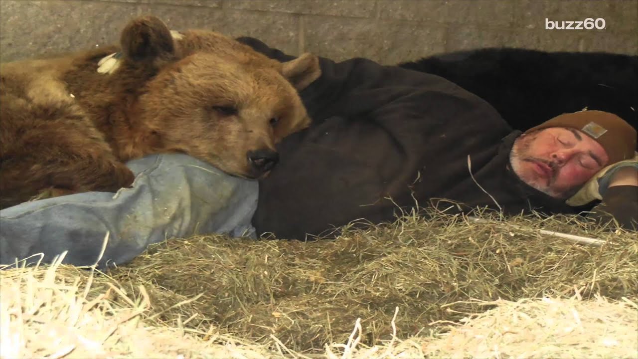 К чему снится много медведей. Джим Ковальчик. Джим Ковальчик и 22-летний медведь Джимбо. Мужчина приручил медведя.