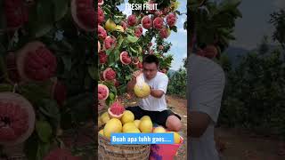 Download Lagu tutorial menanam buah jeruk bali sampai berhasil panen MP3