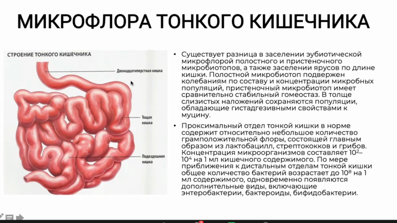 Кишечник функции в организме