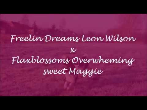 2019: Litter of Flaxblossoms Overwhelming Sweet Maggie Week 1-2 - YouTube