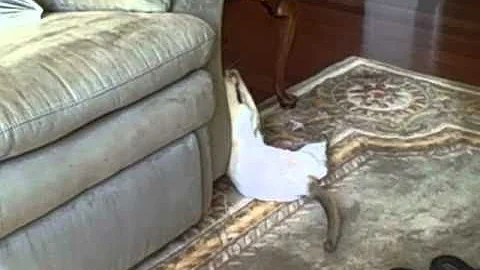 Video 1955041: tonkinese kitten, kitty toy, curious kitty, kitty love